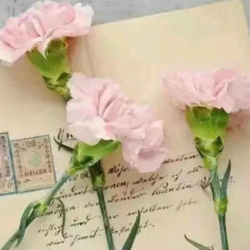 向日葵🌻