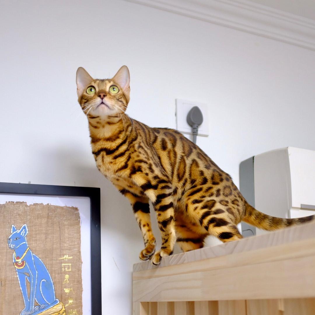 OATH孟加拉豹猫舍