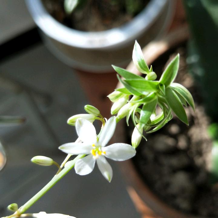 轻舞飛楊