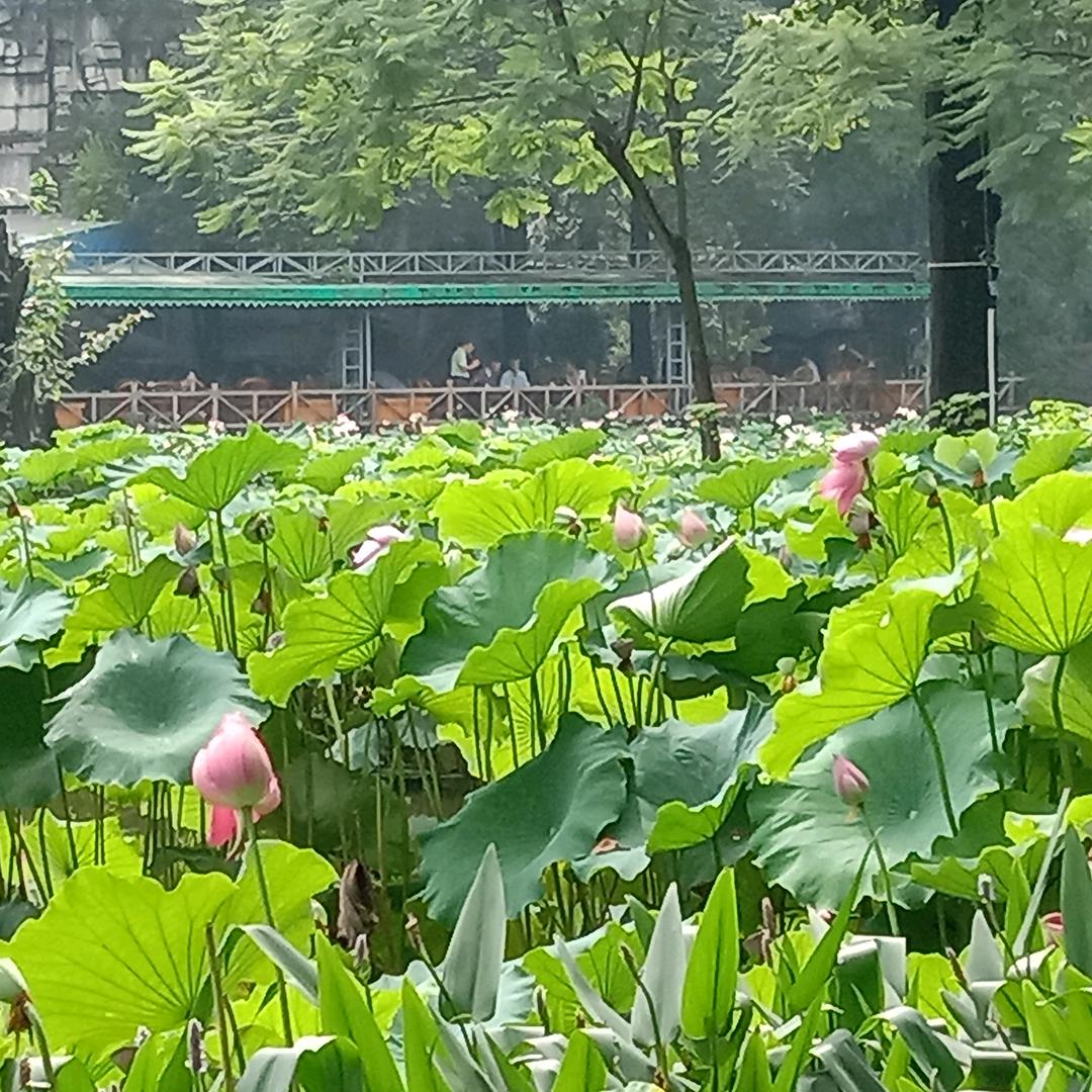 曲中人才懂曲中意