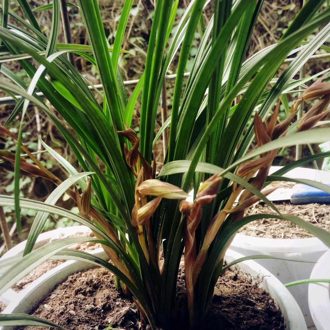 《我是戈壁的小草》