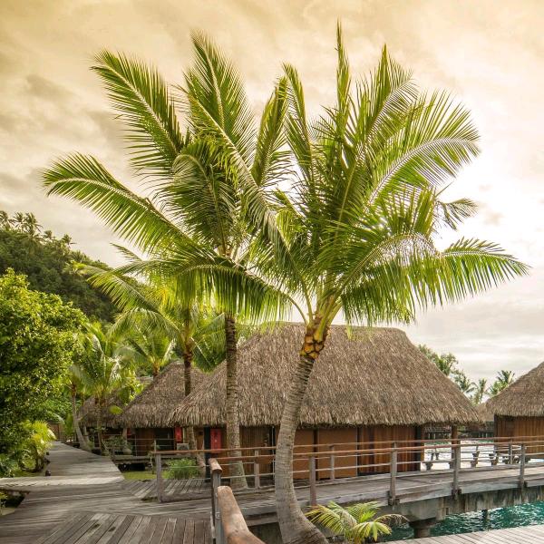 济宁迈鸿园林绿化有限公司