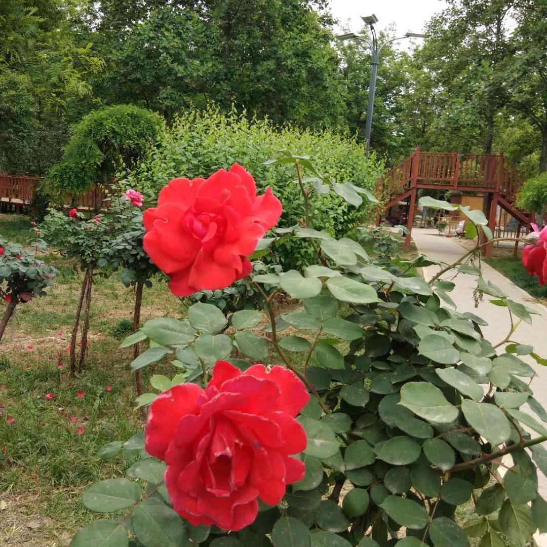 像花儿一样美