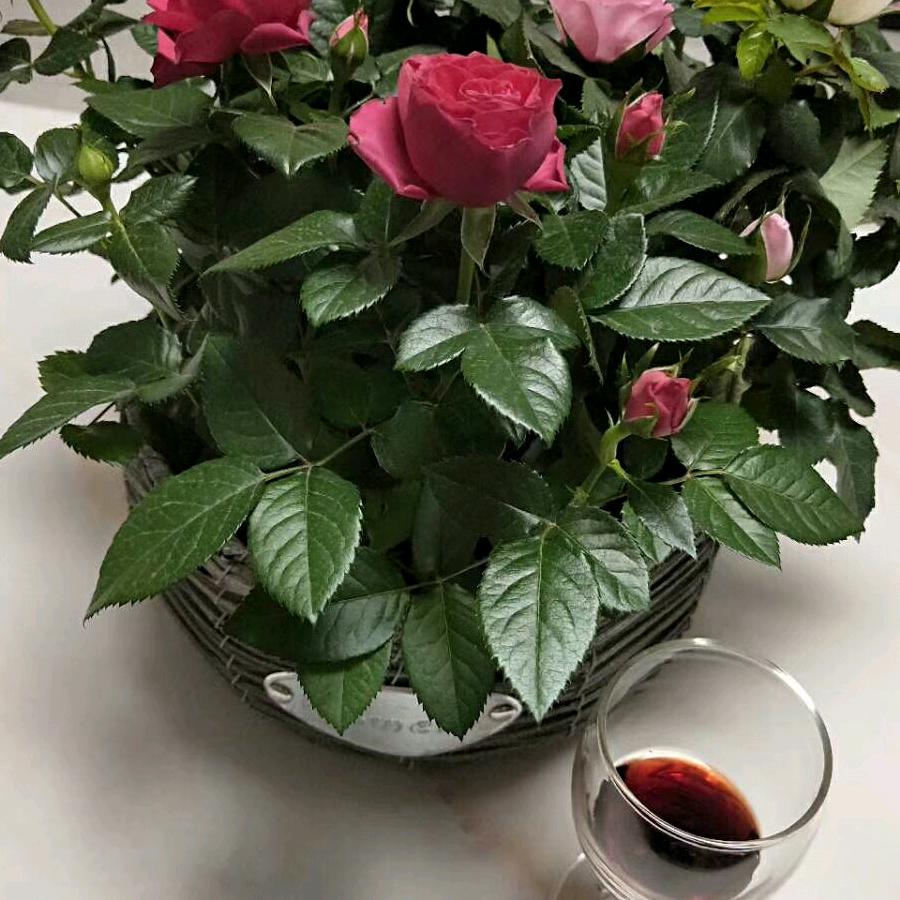 茉莉