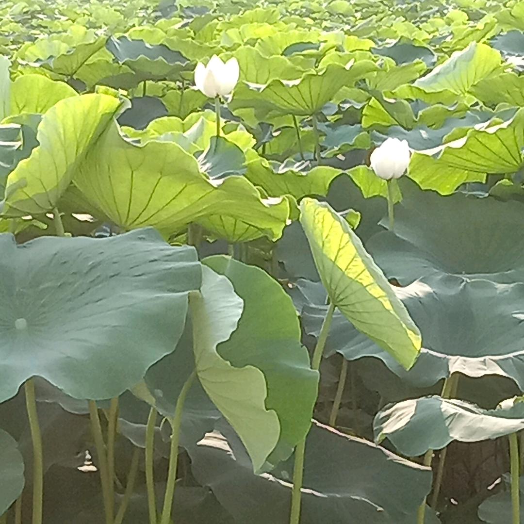 爱的港湾