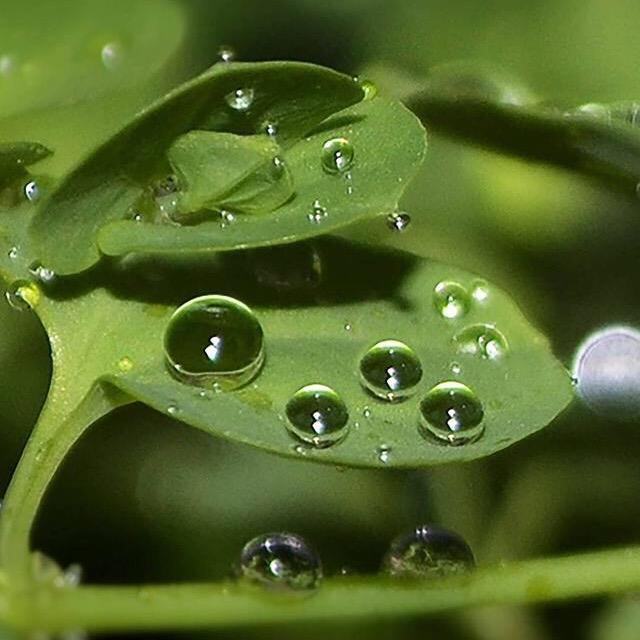 花花仙子