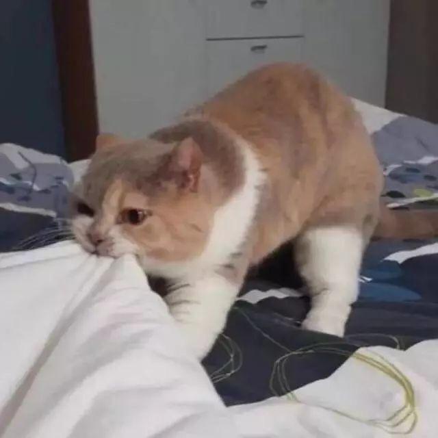 小可爱啊