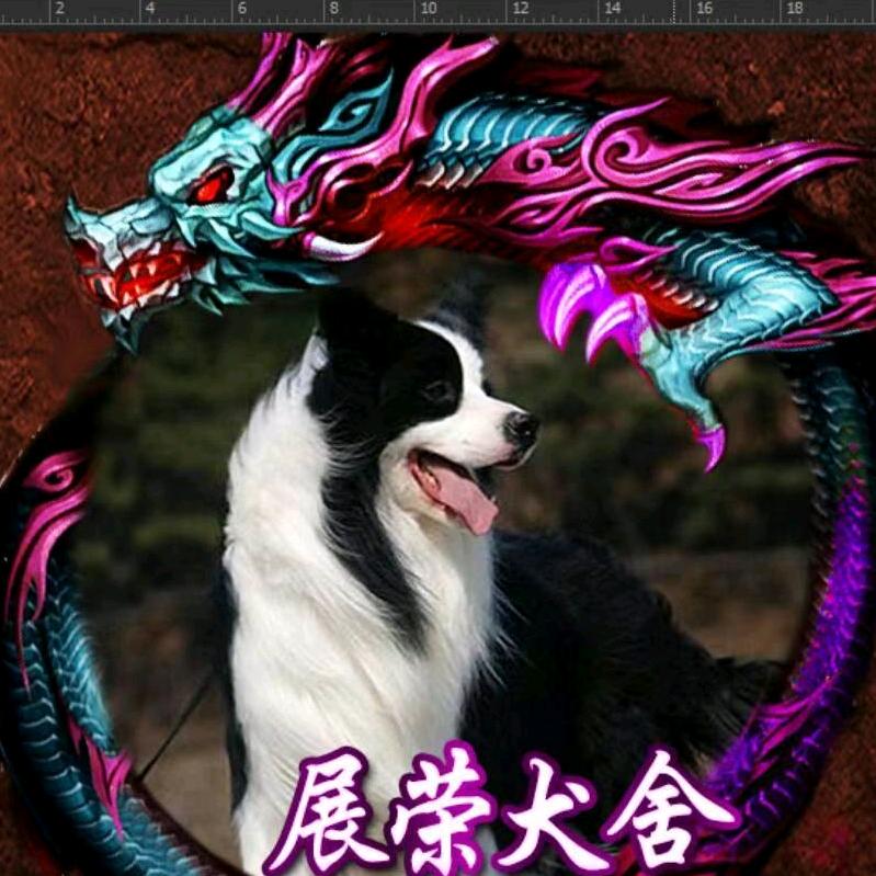 展荣犬舍【边牧专业繁殖】