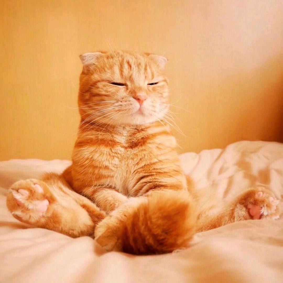 小橘猫君