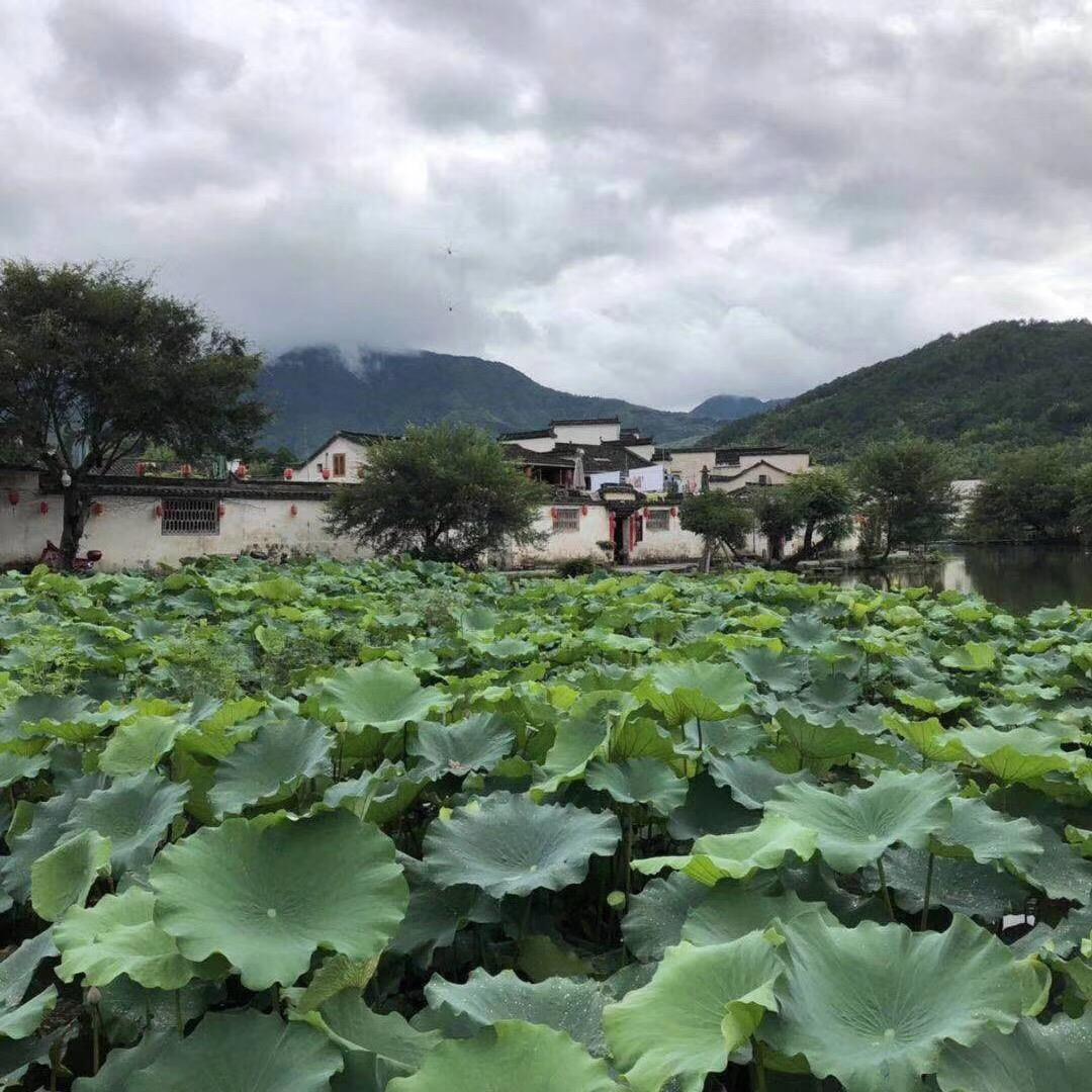 梦天木作，玉兰壁布窗帘