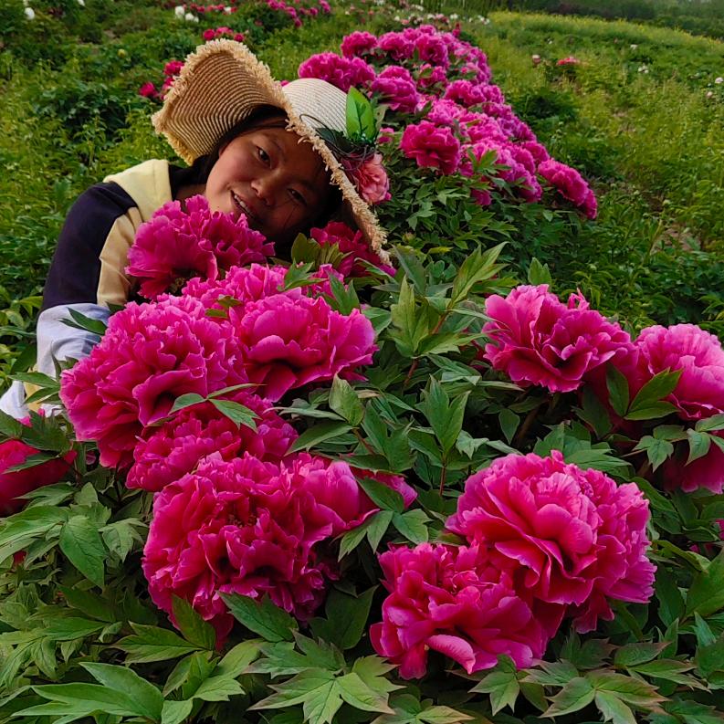 菏泽瑞豪牡丹苗圃