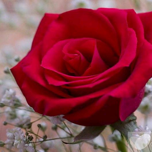 、 云朵有点甜ღ