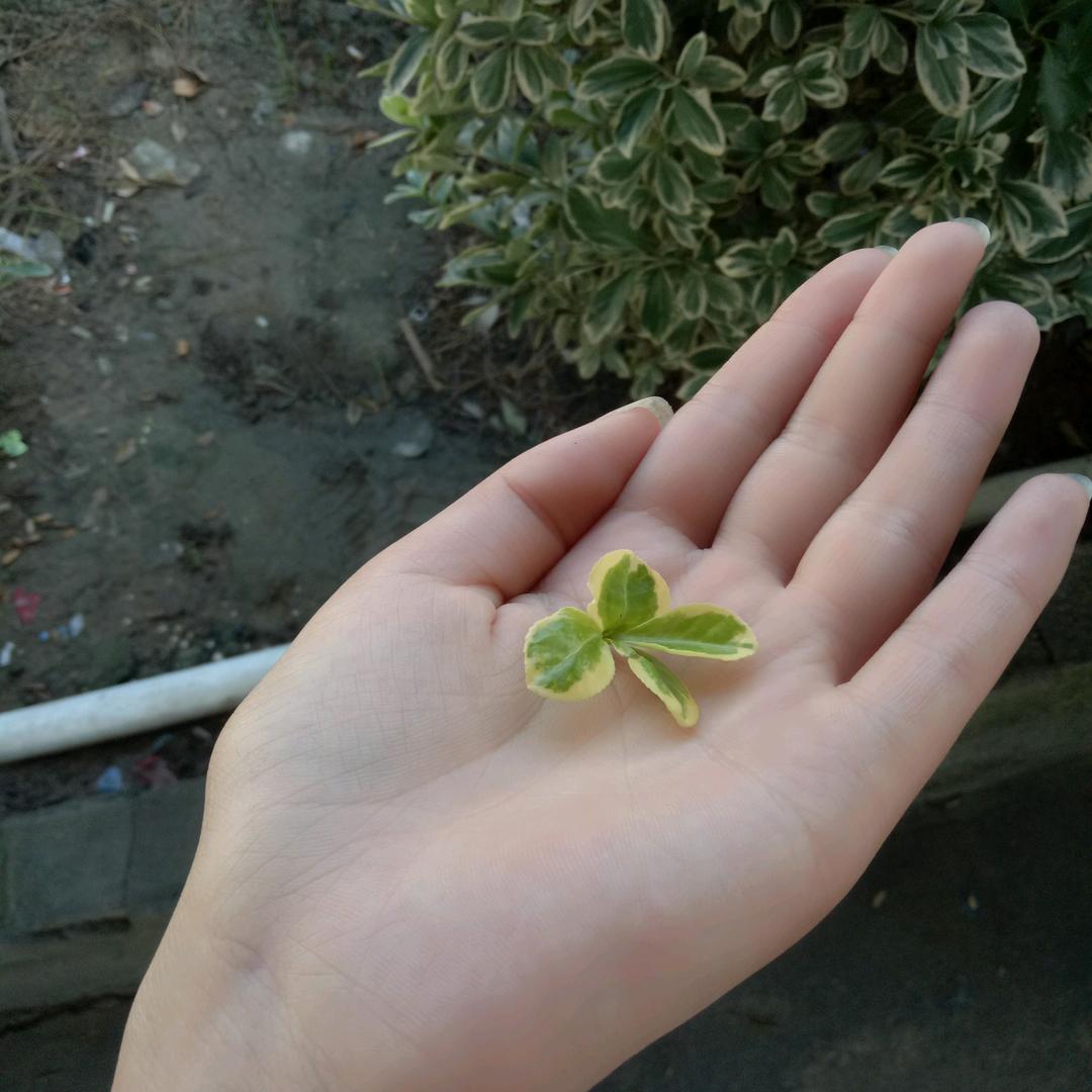 媛媛吖要努力