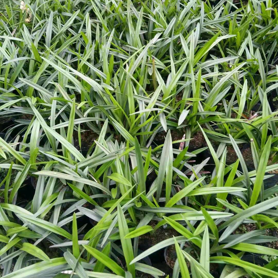 青神秀秀兰花木种植有限公司