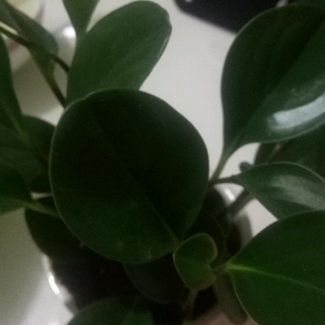 马店菜刀-老宁
