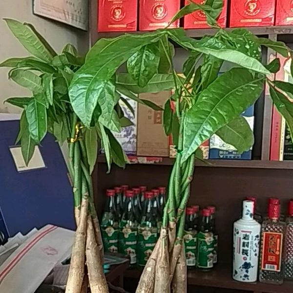 磁窑镇栗记蛤蜊鸡