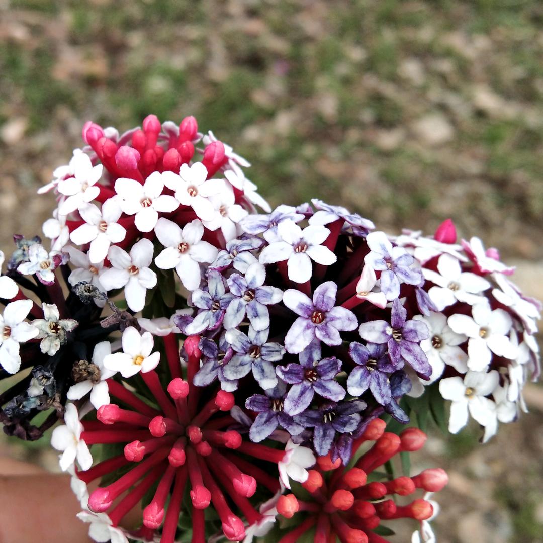 🌈✧⋆☽⋆随心·所欲 ້໌ᮩꦿdyg0