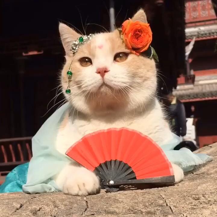 内心是一个酷女孩儿🌼