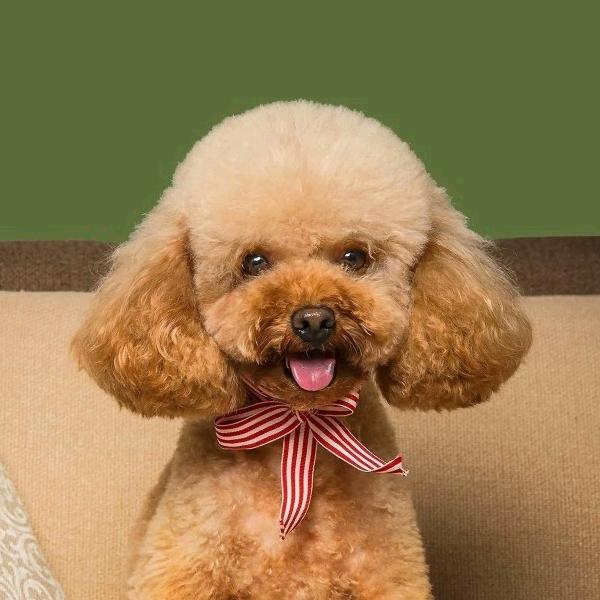 天上掉下个林妹妹🍊