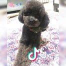 plus泰迪与mini泰迪