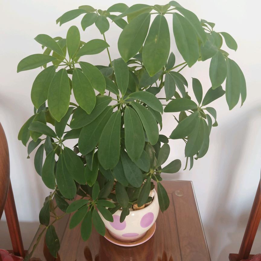 风尘浪子