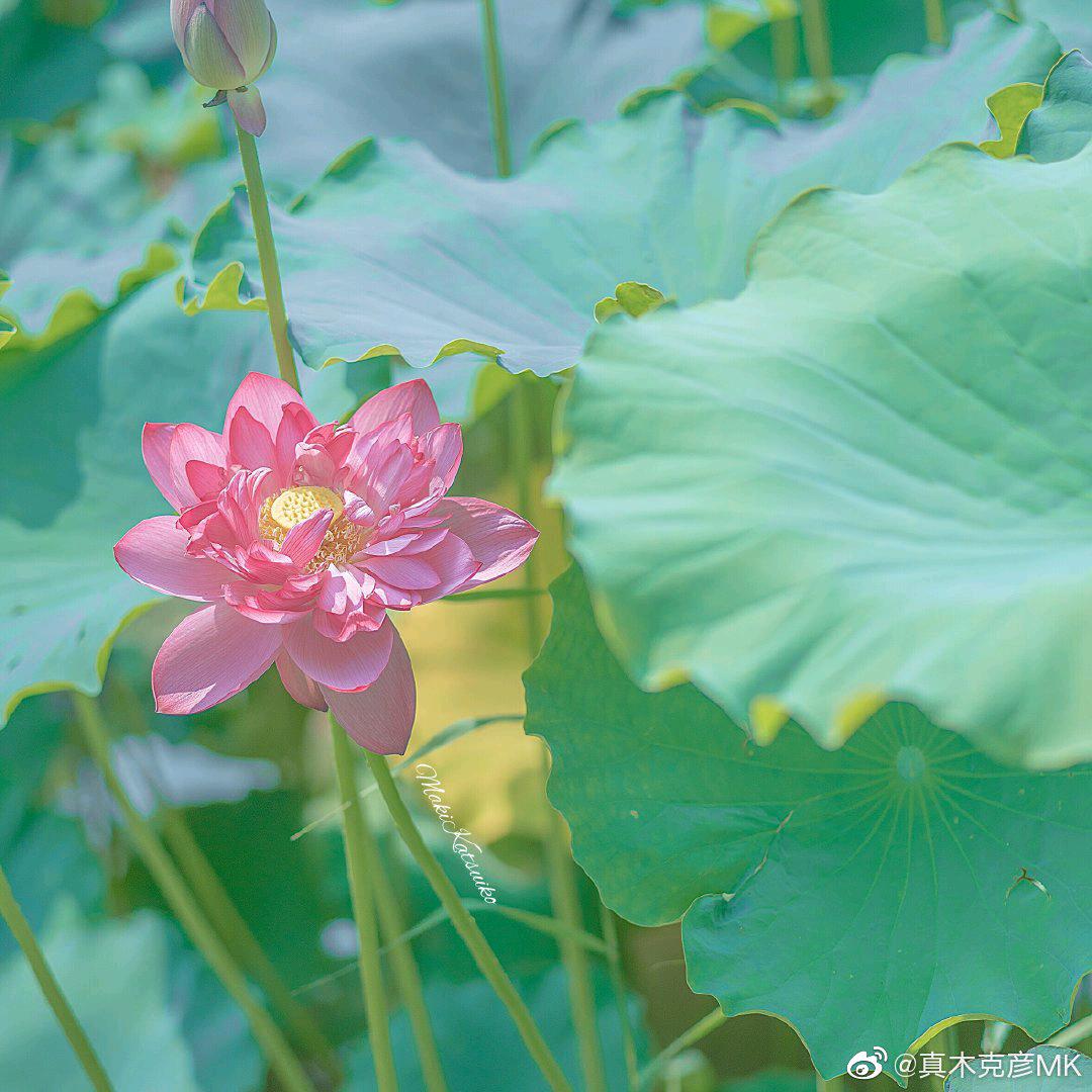 一树海棠