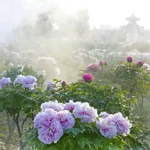 淡若如初