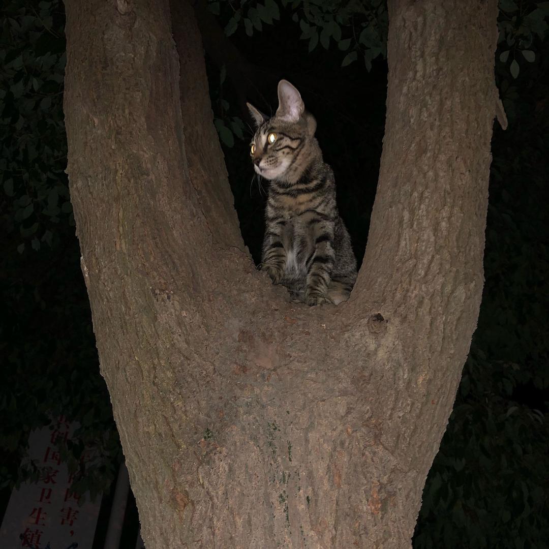 朱朱