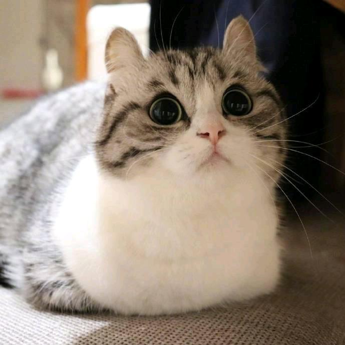 。，。
