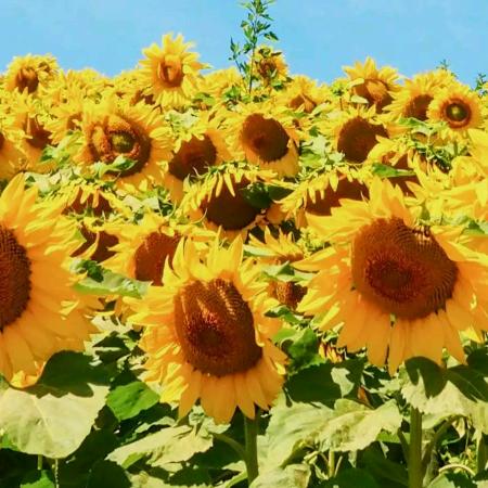 陌上花开