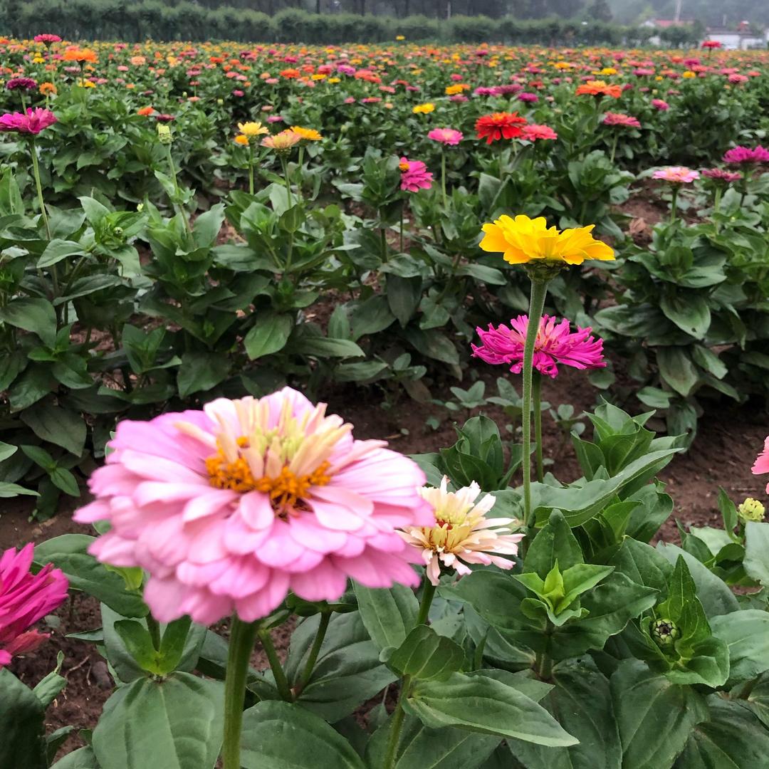 鬼手绝技6@抖音