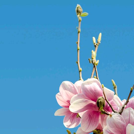 紫薇