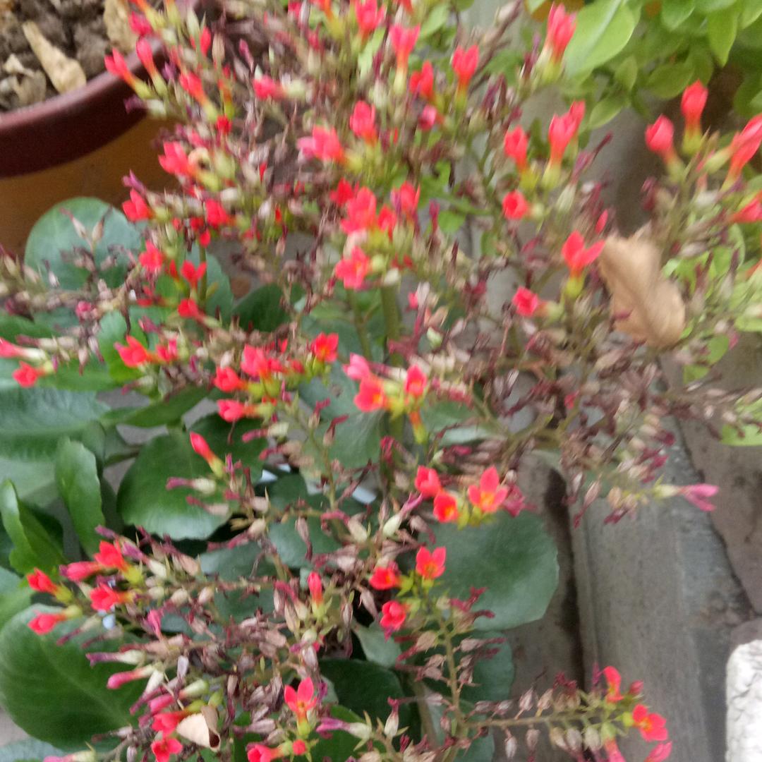 栀子花开