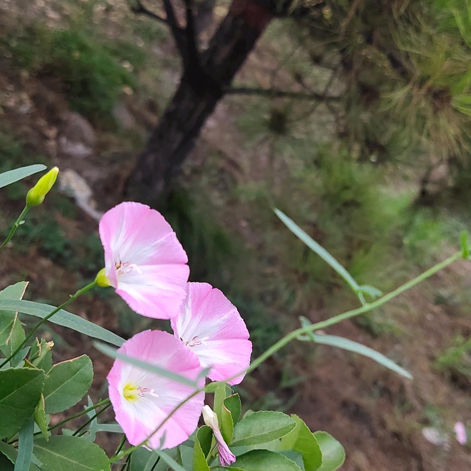 美丽的相遇红红