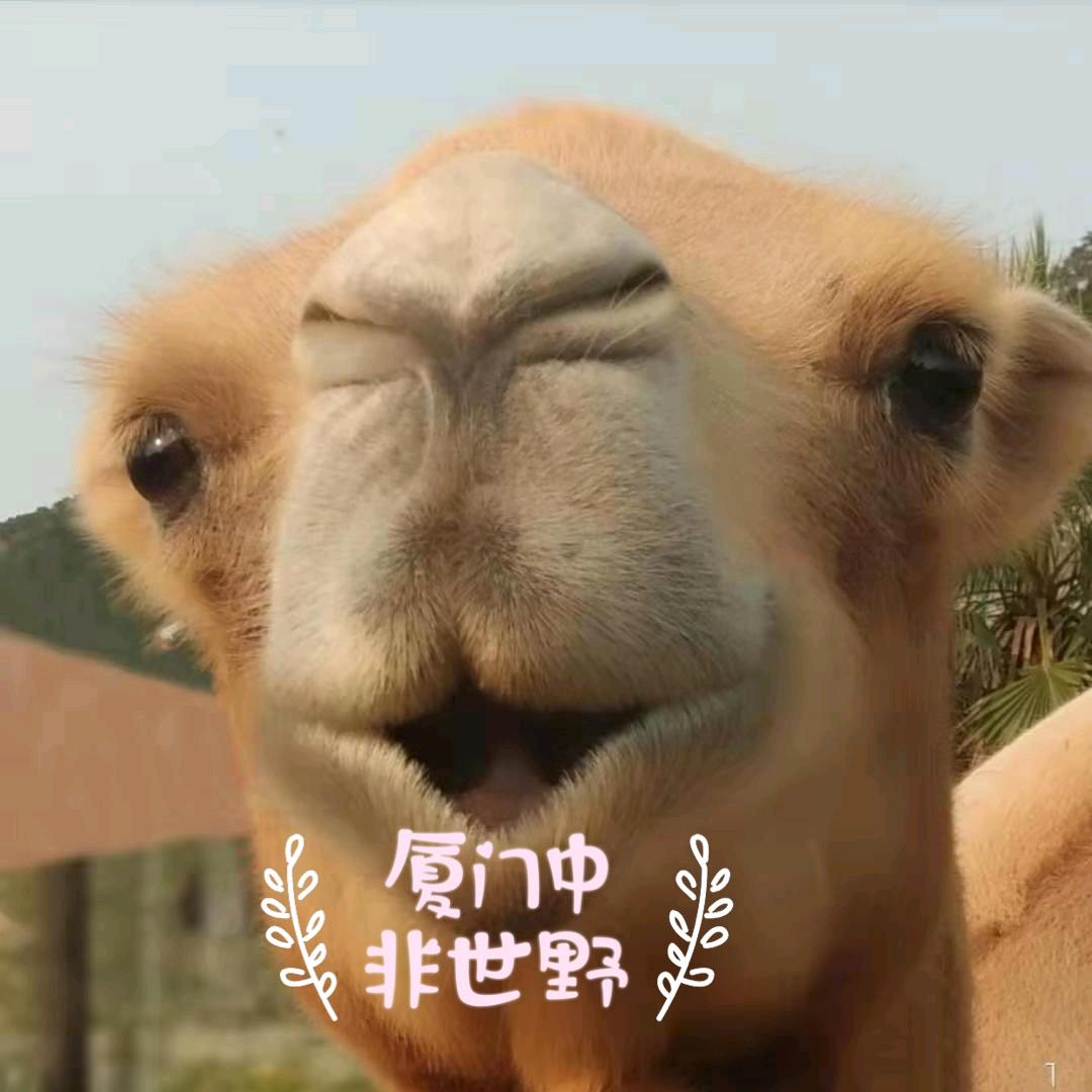厦门中非世野野生动物
