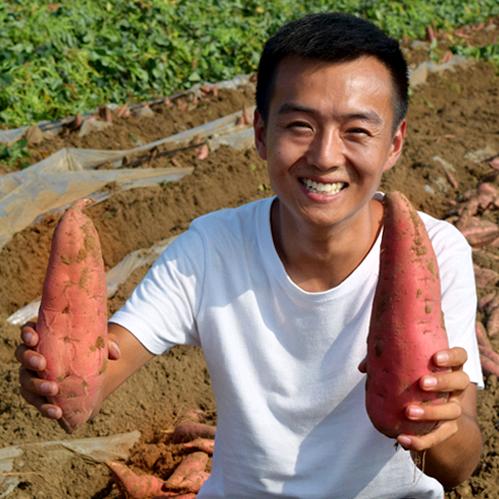 秦龙，烟薯25供应链