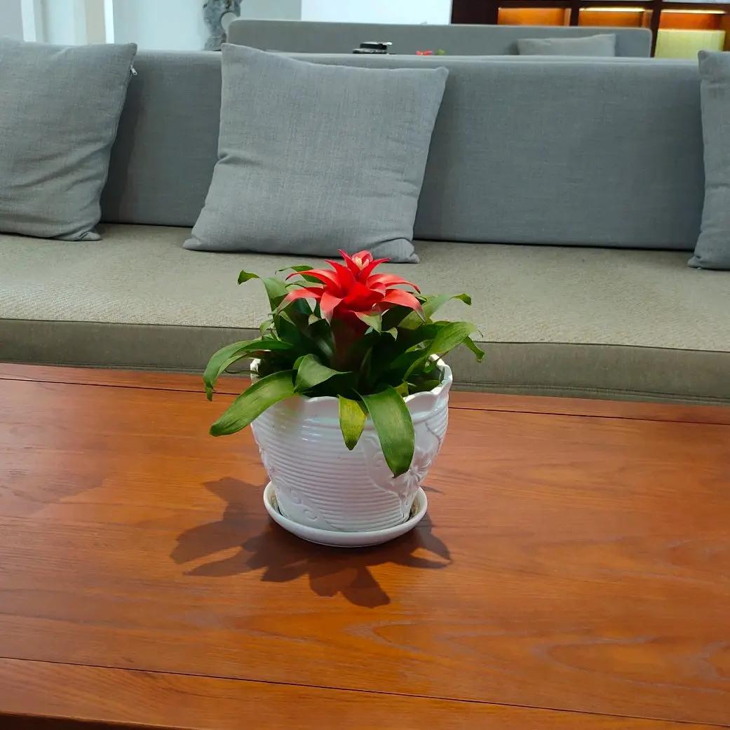 心若向杨  无谓悲伤