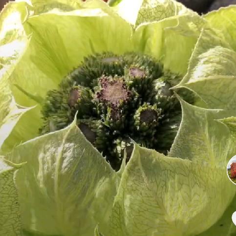 雪莲花
