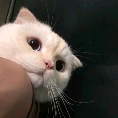 熊熊