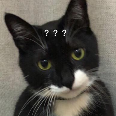 蔡哲敏子的猪比@抖音