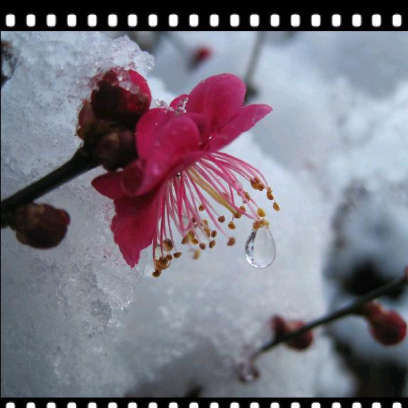 踏雪寻梅（拒私聊）