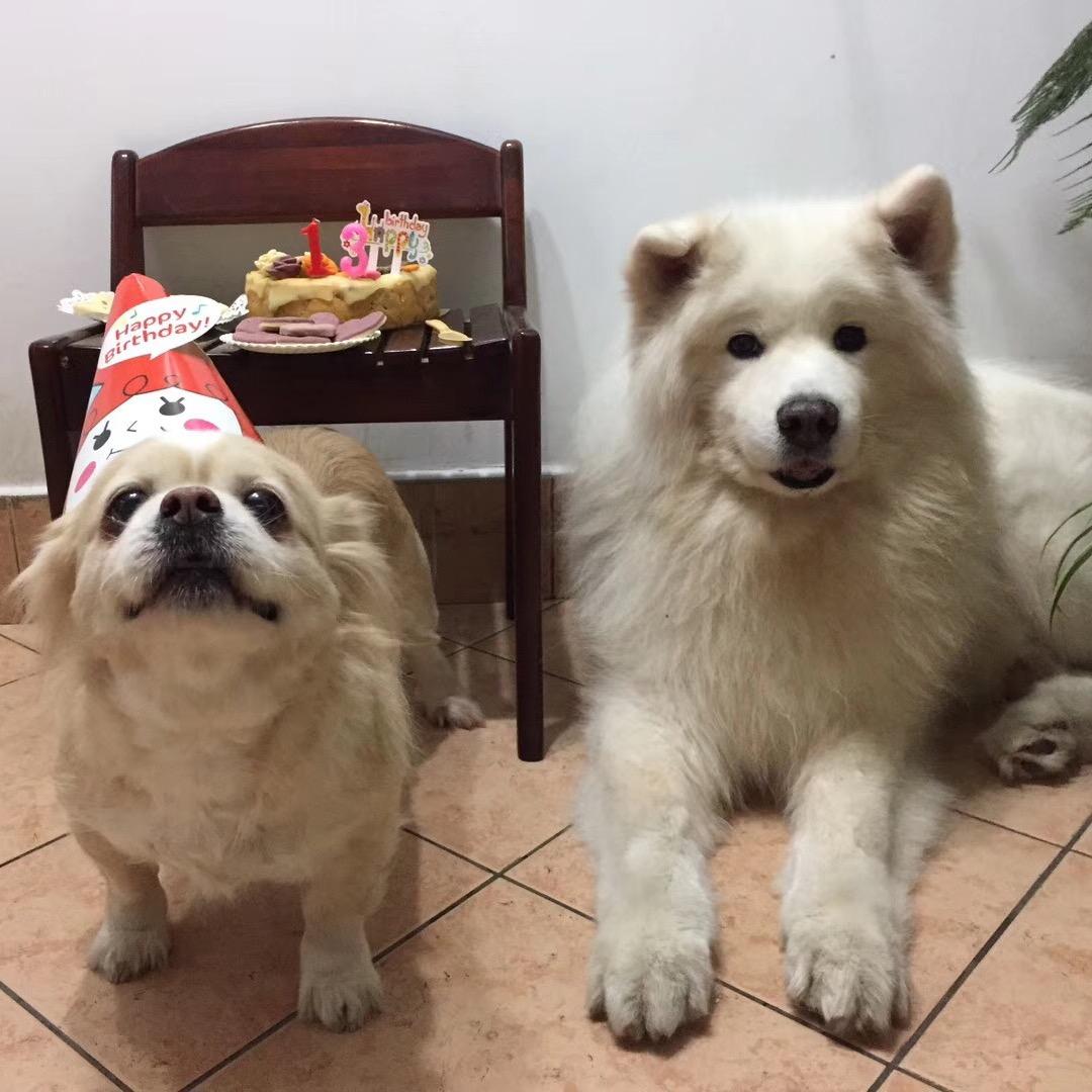 汪汪队🐶