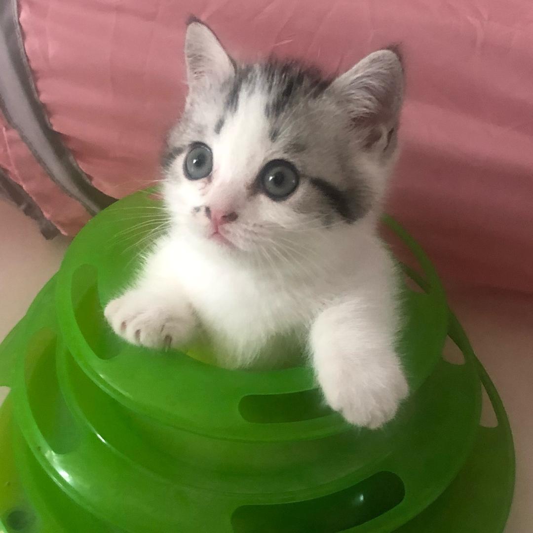 紫色自由猫