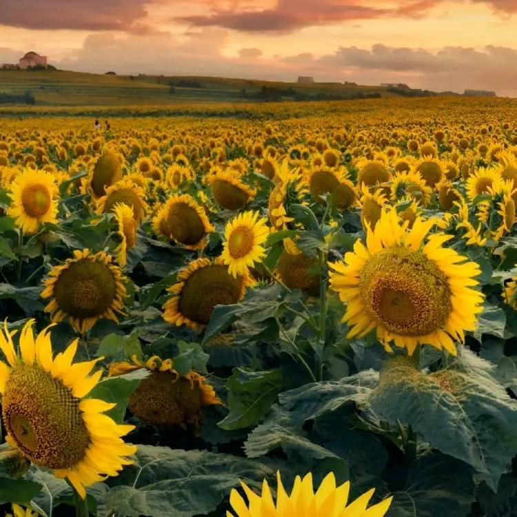 小太阳儿童的世界