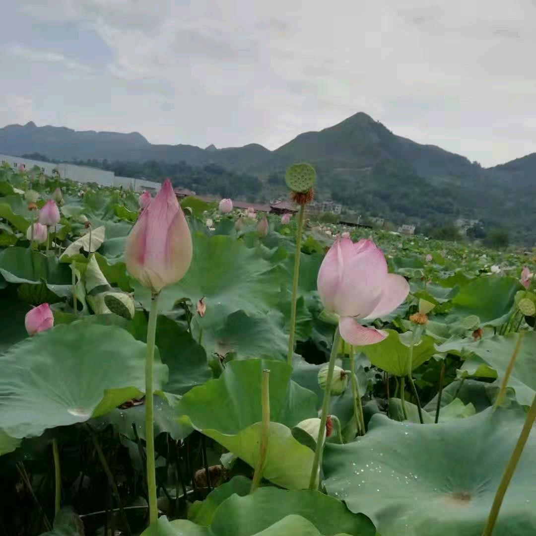 梅花