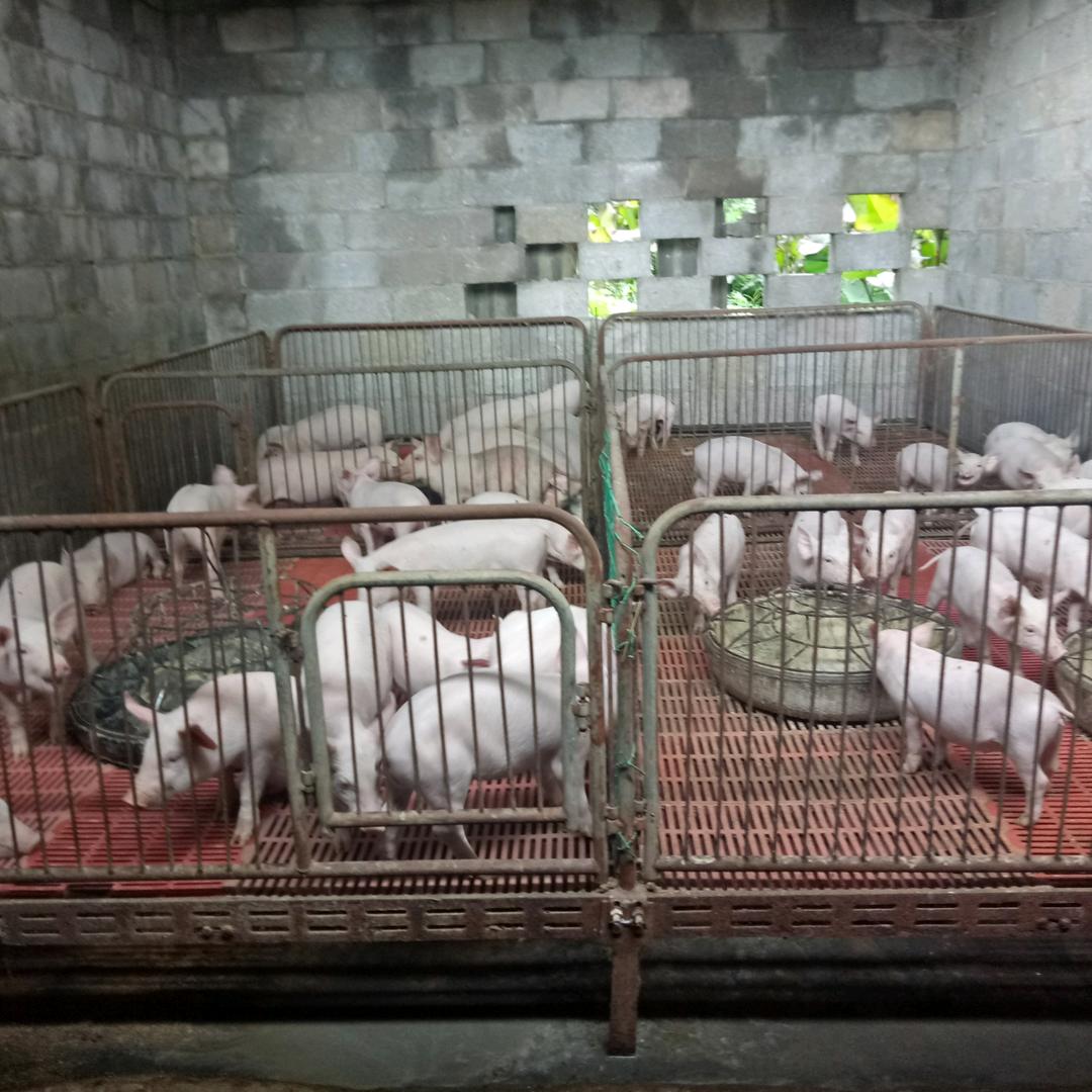 自养，养猪专业富