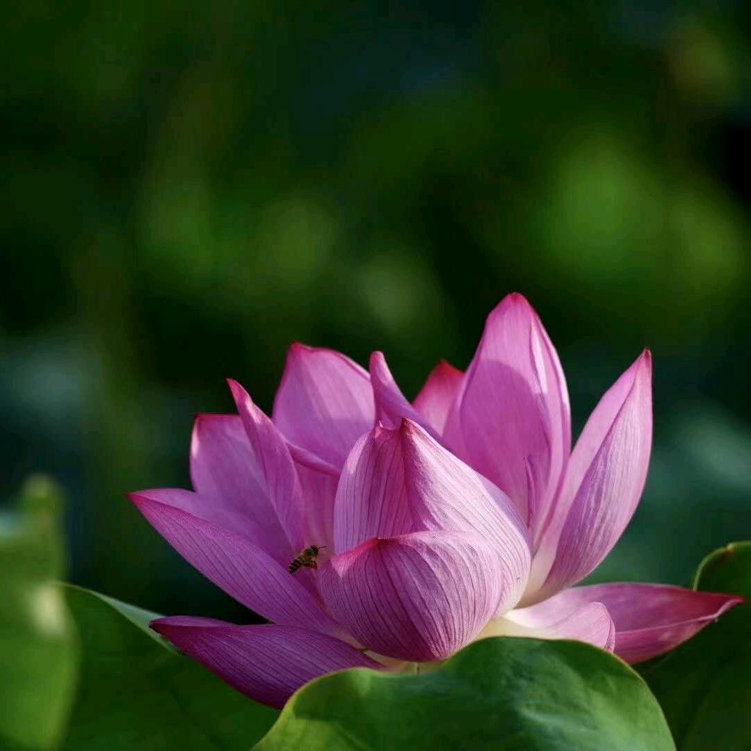 菡萏