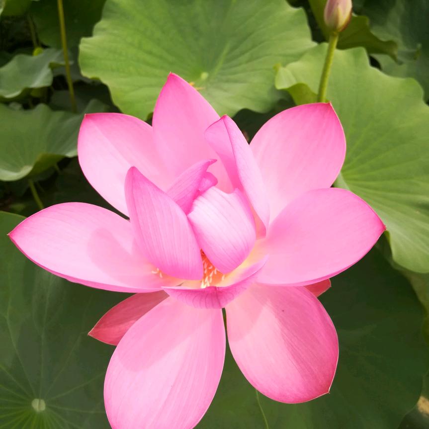 芸蕊峰业