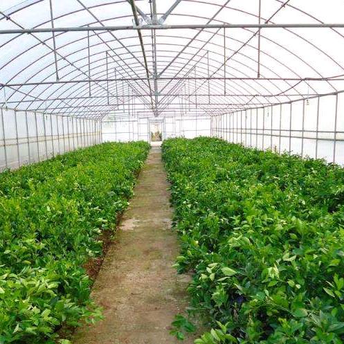 无锡温室大棚厂家