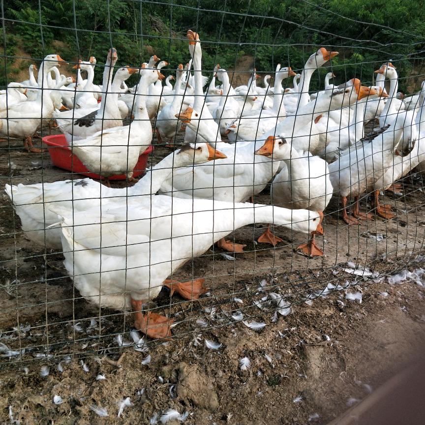 若好生态农场